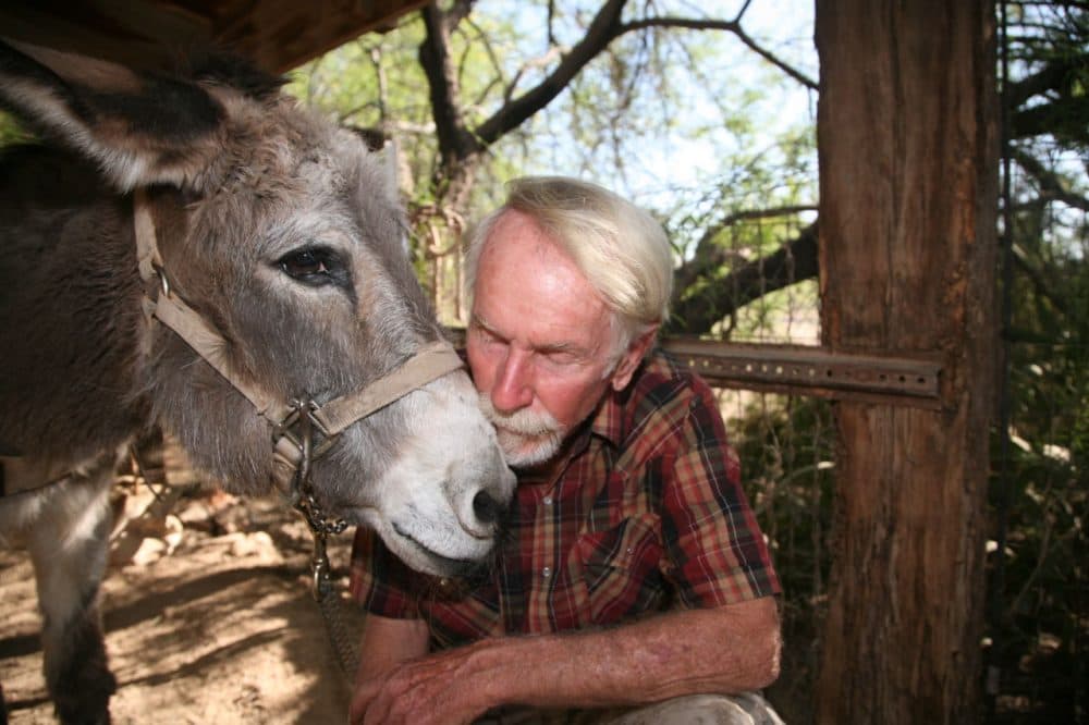 Tom Taylor and Hualapai are kind of stars of Arizona's Adopt-a-Burro Program. Since Taylor adopted her in 1989, the pair have hiked almost daily, even down the Grand Canyon. (Stina Sieg/KJZZ)