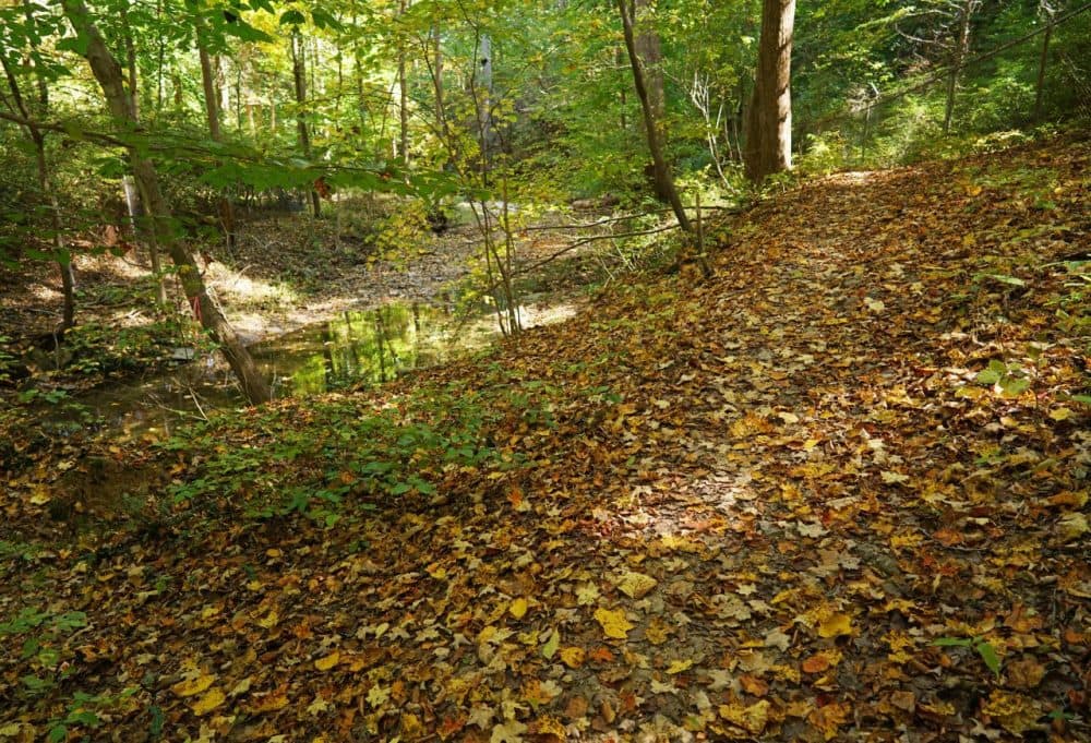 Autumn leaves are scattered on a trail near Rock Creek Park in Washington, DC on October 16, 2015. (MANDEL NGAN/AFP/Getty Images)