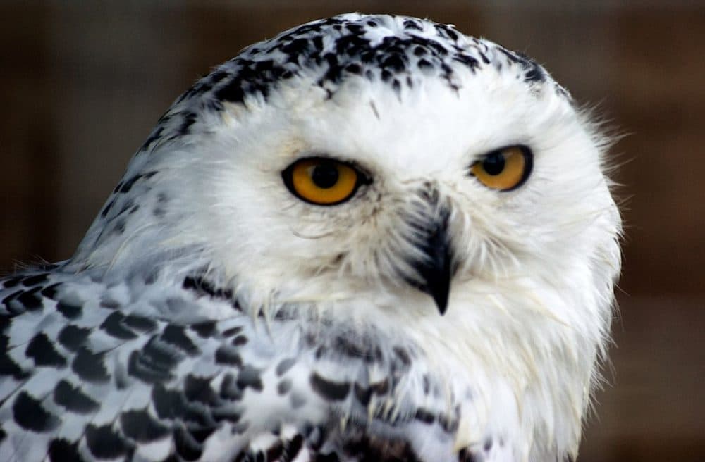 Snowy owls usually don't venture much farther south than Maine. In the winter of 2013, one was spotted near Jacksonville, Fla. (Daniel2005/Flickr)