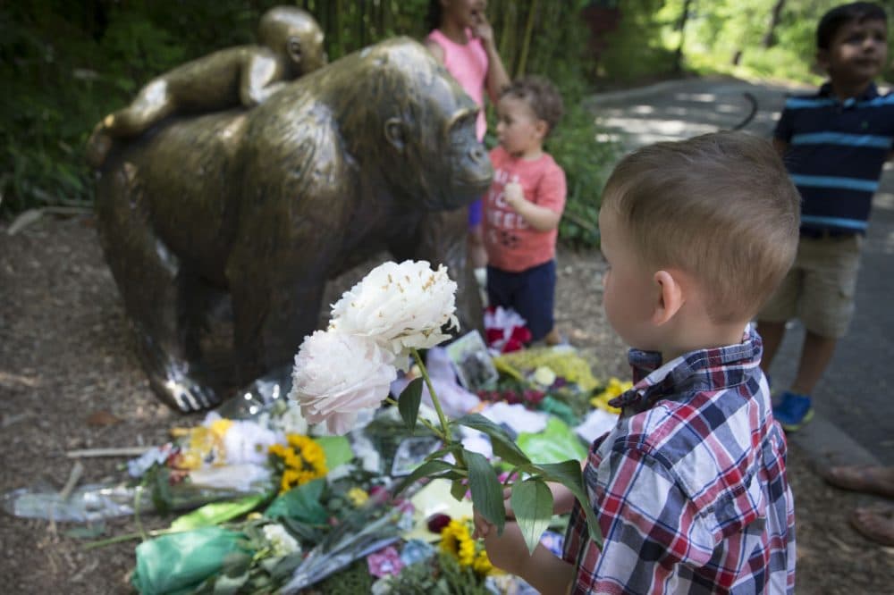 A boy brings flowers to put beside a statue of a gorilla outside the shuttered Gorilla World exhibit at the Cincinnati Zoo &amp; Botanical Garden, Monday, May 30, 2016, in Cincinnati. A gorilla named Harambe was killed by a special zoo response team on Saturday after a 4-year-old boy slipped into an exhibit and it was concluded his life was in danger. (/John Minchillo/AP)