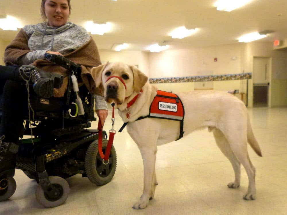 NEADS service dog Bailey meets new owner Ashley Sequeira at the organization's training facility in Princeton, Massachusetts. (Karyn Miller-Medzon/Here &amp; Now)