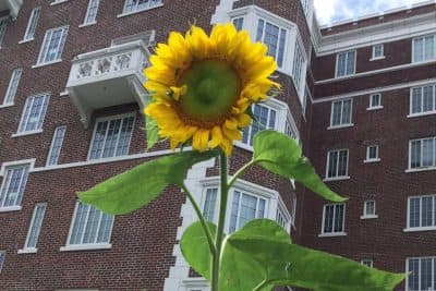 A sunflower reaches high in executive producer Karen Shiffman's community garden plot in the summer of 2015. (Karen Shiffman / WBUR)