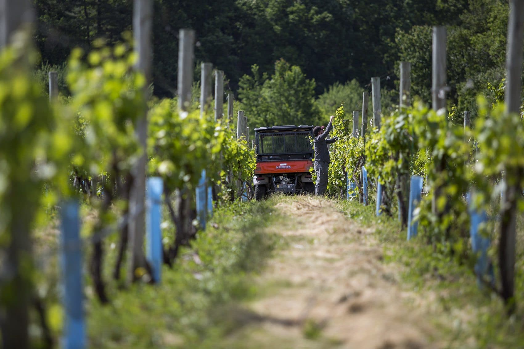 Dan Ramsey, an intern from UMass Amherst, tying up grapevines in the vineyard. (Jesse Costa/WBUR)
