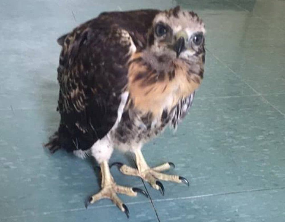 This baby hawk was found in the middle of Route 125 in Andover. He's now being nursed back to good health. (Courtesy Massachusetts State Police via Facebook)