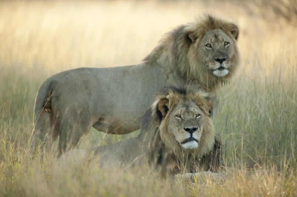 Cecil (bottom) and Jericho, pictured in Hwange National Park in Zimbabwe, Africa. (Courtesy/Brent Stapelkamp via Scholastic Press/Scholastic)