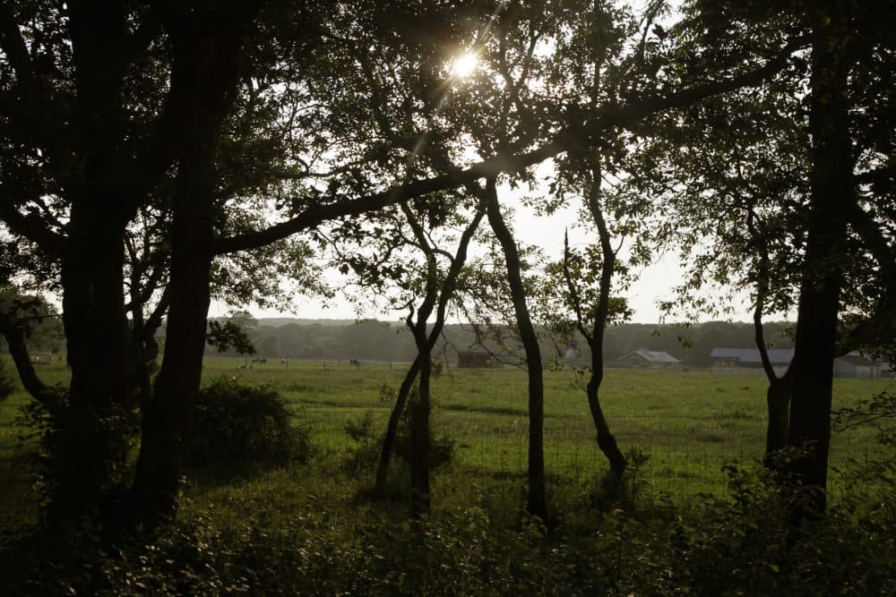 A field in Chilmark, on Martha's Vineyard, is seen on Aug. 18, 2011. (Carolyn Kaster/AP)