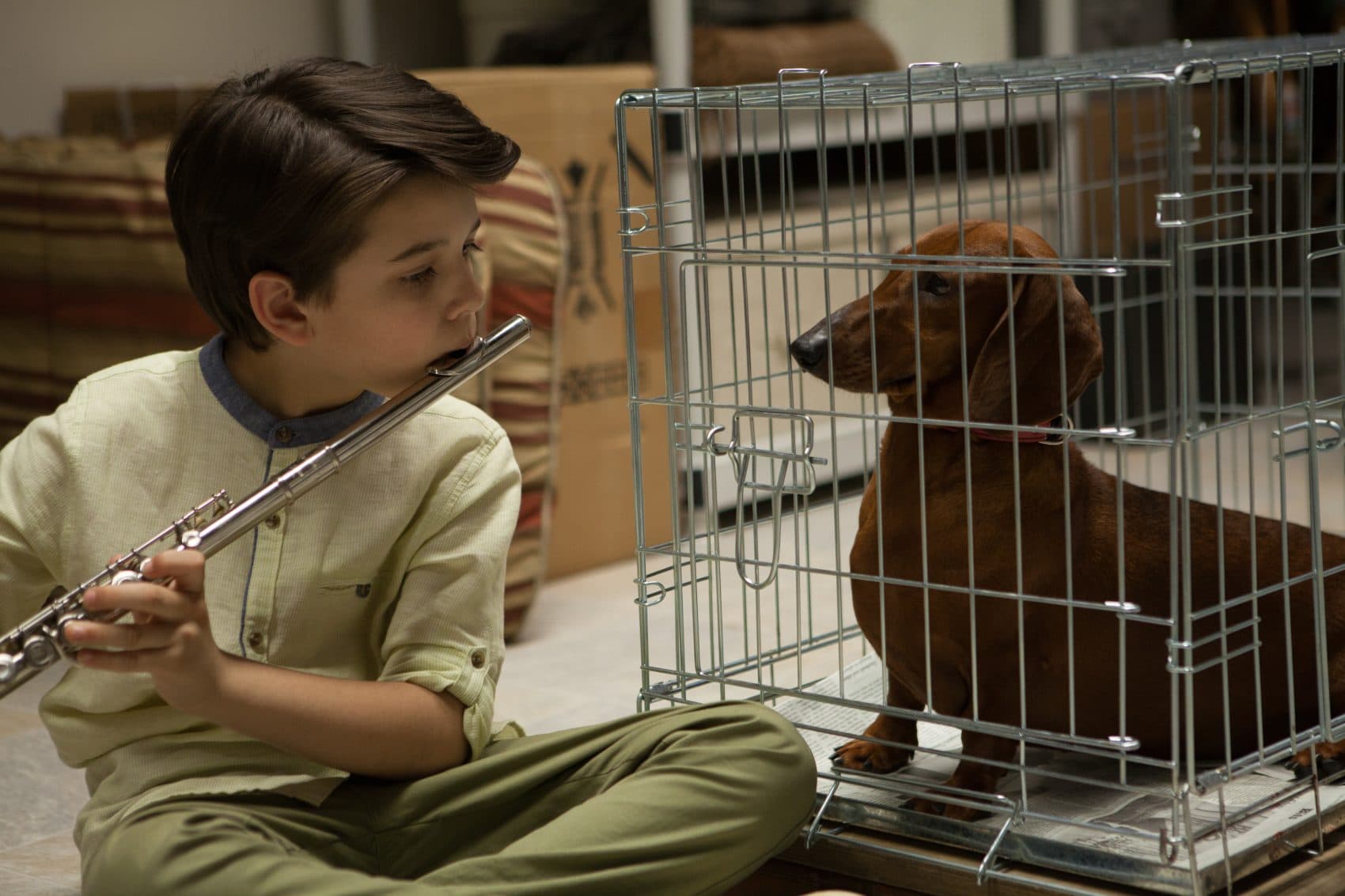 A still from Todd Solondz's latest film &quot;Wiener-Dog.&quot; (Courtesy IFC Films)