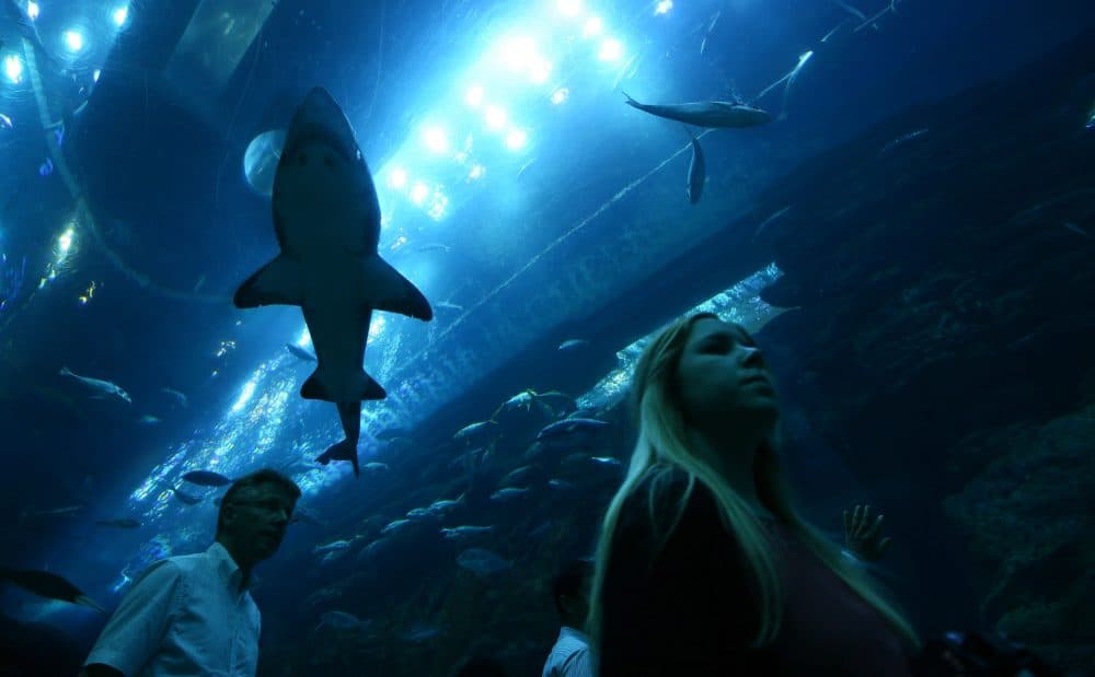 Tourists look at sharks in a viewing tunnel at the aquarium at the Dubai Mall on June 1, 2016 in the Gulf emirate of Dubai. (Marwan Naamani/AFP/Getty Images)