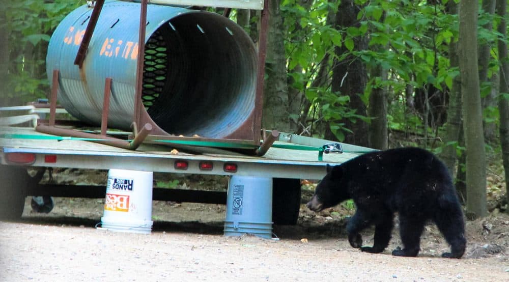 Lured by donuts, the bear approaches the trap. (Sean Hurley/NHPR)