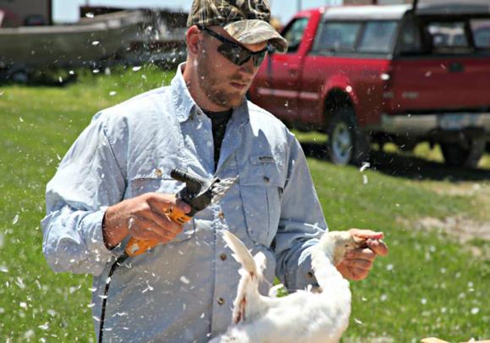 University of Missouri graduate student Drew Fowler is studying why the snow goose hunting regulations aren’t having a strong effect on the birds’ massive population. He shaves the plumage off the geese before taking samples to test fat and protein storage in the animal. (Kristofor Husted/Harvest Public Media)