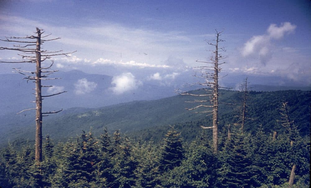 View from Clingman's Dome in the Great Smoky Mountains, Tennessee, circa 1960. (Photo by Hulton Archive/Getty Images)