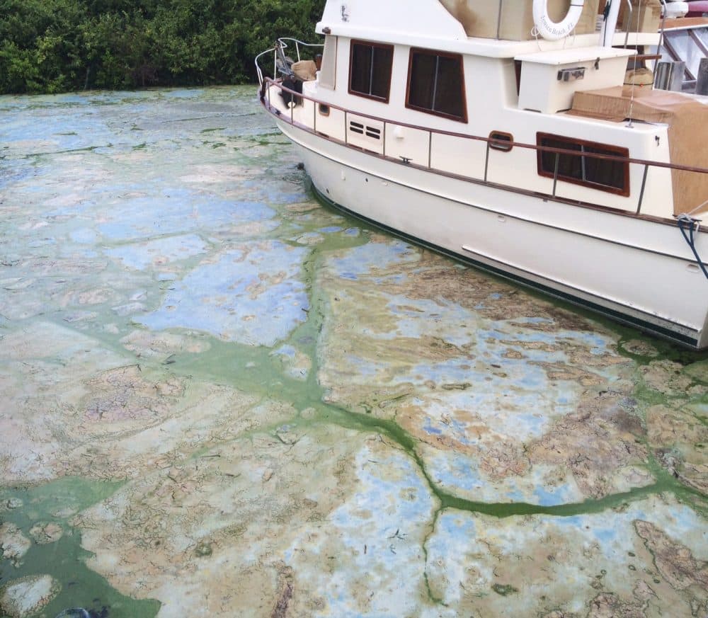 Algae covered water at Stuart's Central Marine boat docks is thick, Thursday, June 30, 2016, in Stuart, Fla. Officials want federal action along a stretch of Florida's Atlantic coast where the governor has declared a state of emergency over algae blooms. (AP Photo/Terry Spencer)