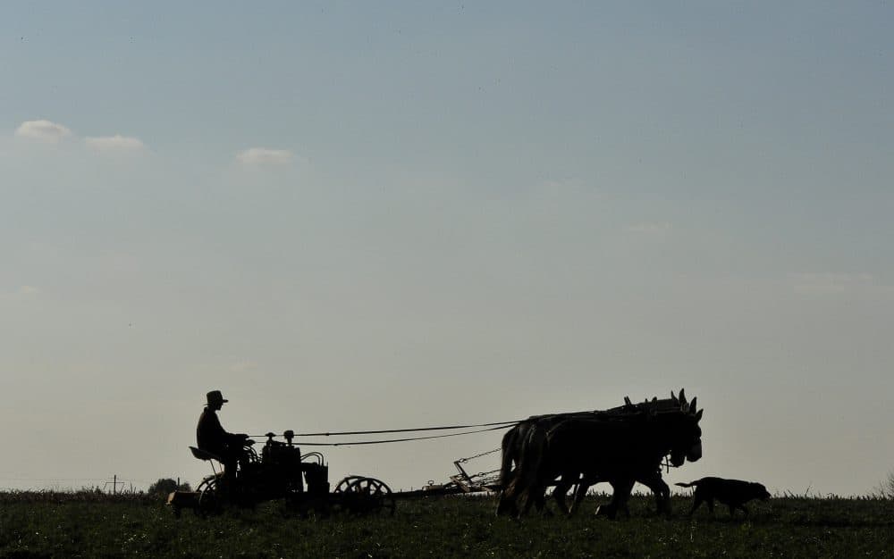 An Amish farmer works on his field near Paradise, PA, November 01, 2011. (Mladen Antonov/AFP/Getty Images)