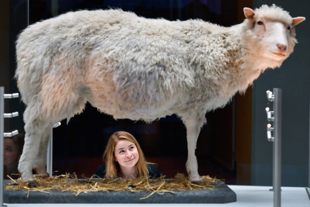 Sophie Goggins from the National Museums Scotland views Dolly the Sheep during the opening of a major new development at the National Museum of Scotland on July 5, 2016 in Edinburgh,Scotland. (Jeff J. Mitchell/Getty Images)