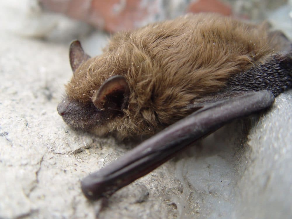 Some communities are embracing natural approaches to decrease mosquitoes, like encouraging populations of bats. They can devour up to 1,000 mosquitoes per hour. (batwrangler/Flickr)
