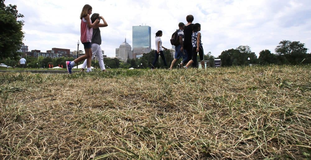 Tourists walk past parched, brown grass on the Boston Common in Boston. Much of the Northeast is in the grips of a drought that has led to water restrictions, wrought havoc on gardens and raised concerns among farmers. (Charles Krupa/AP)