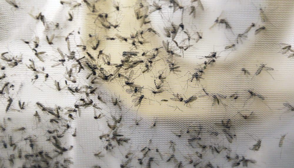 In this Thursday, Feb. 11, 2016 file photo, a trap holds mosquitoes at the Dallas County Mosquito Lab in Hutchins, Texas. (LM Otero/AP)
