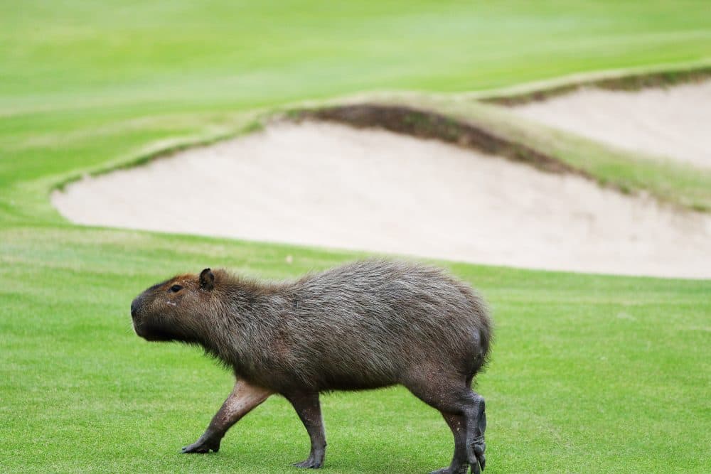 Apparently, golfers in Rio this Olympics will have to watch out for capybaras. (Scott Halleran/Getty Images)