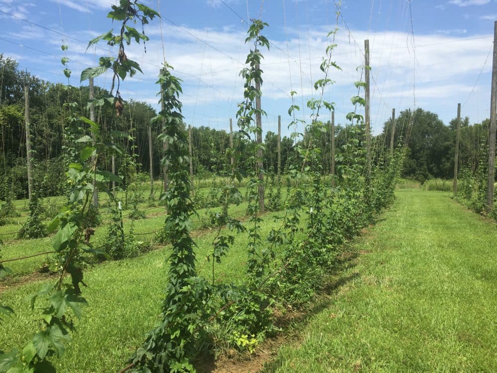Hops growing in a field in around Louisville, Kentucky. (Roxanne Scott/WFPL)