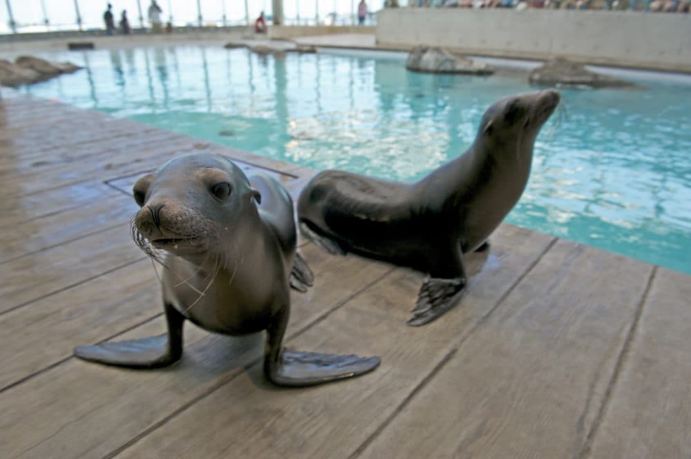 The New England Aquarium welcomed two California sea lion pups, Zoe and Sierra, in August 2011. (K. Ellenbogen/New England Aquarium)