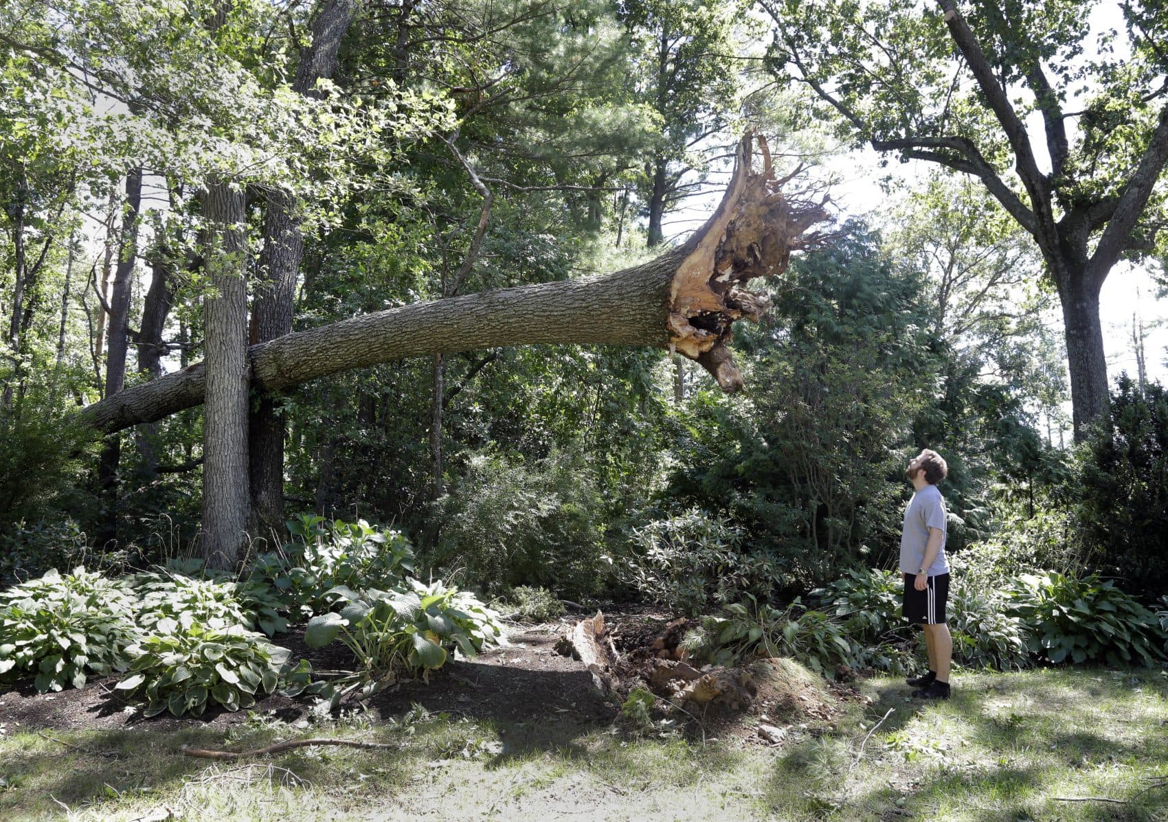 Ian Thompson looks at a tree uprooted in his Concord neighborhood after an EF-1 tornado touched down early Monday morning. (Elise Amendola/AP)