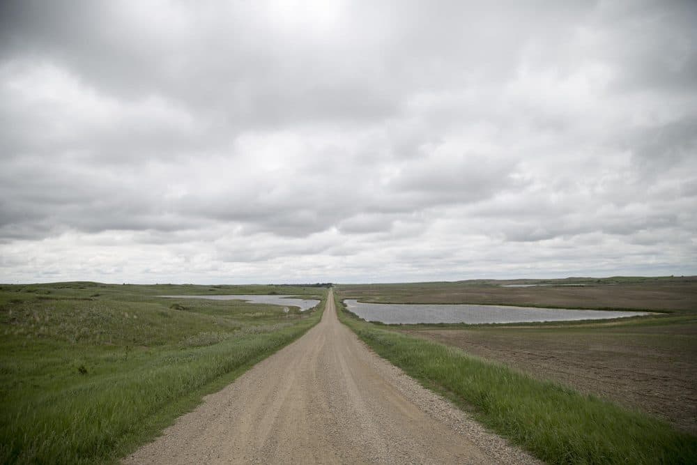 A rural road in the Prairie Pothole region of North Dakota divides a farm field from native prairie. (Clay Masters/IPR)