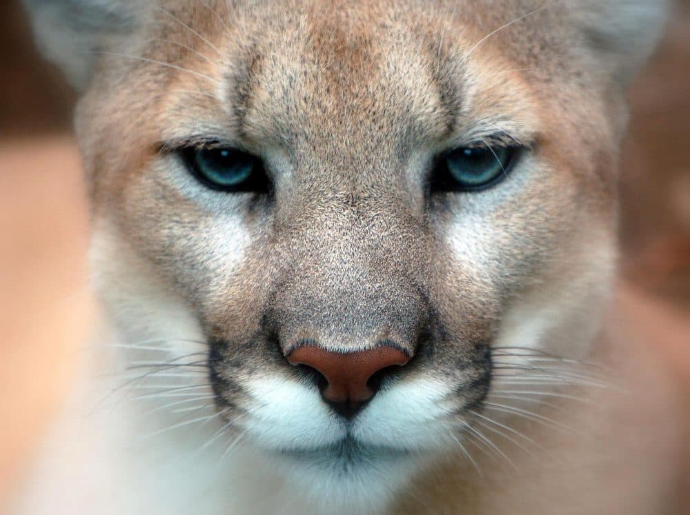 A study is exploring what would happen to deer, and to humans, if an elusive carnivore came back to the northeast: the mountain lion, also known as the cougar. (Art G./Wikimedia Commons)