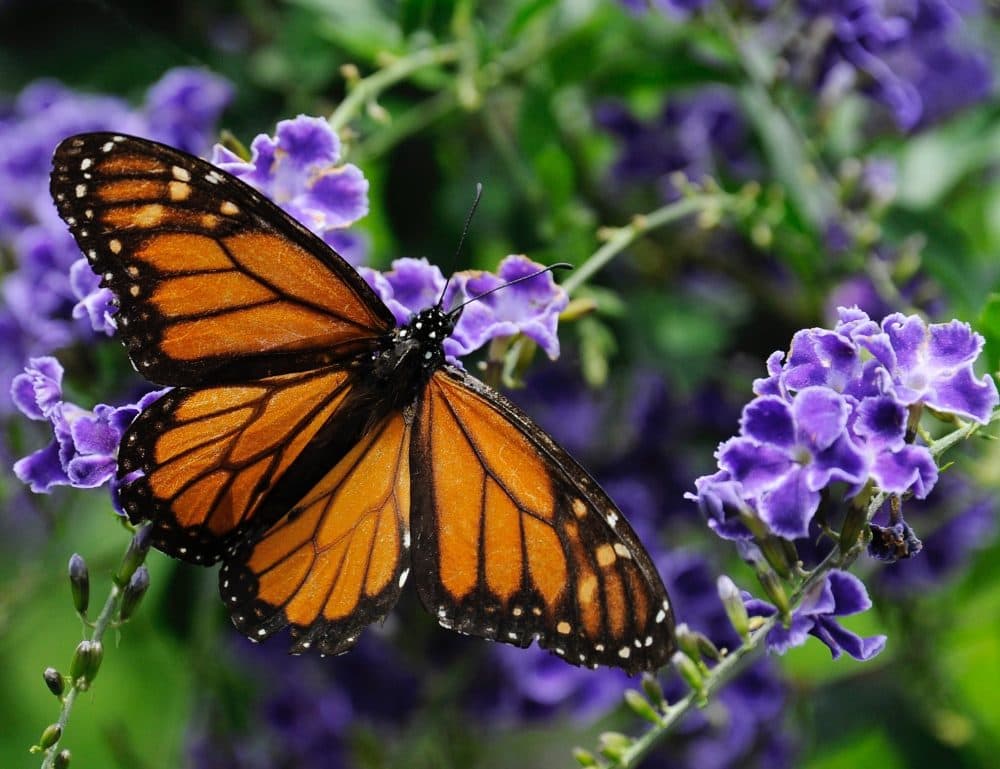 In this Oct. 21, 2013 file photo, a monarch butterfly lands on a confetti lantana plant. (Pat Sullivan/AP)