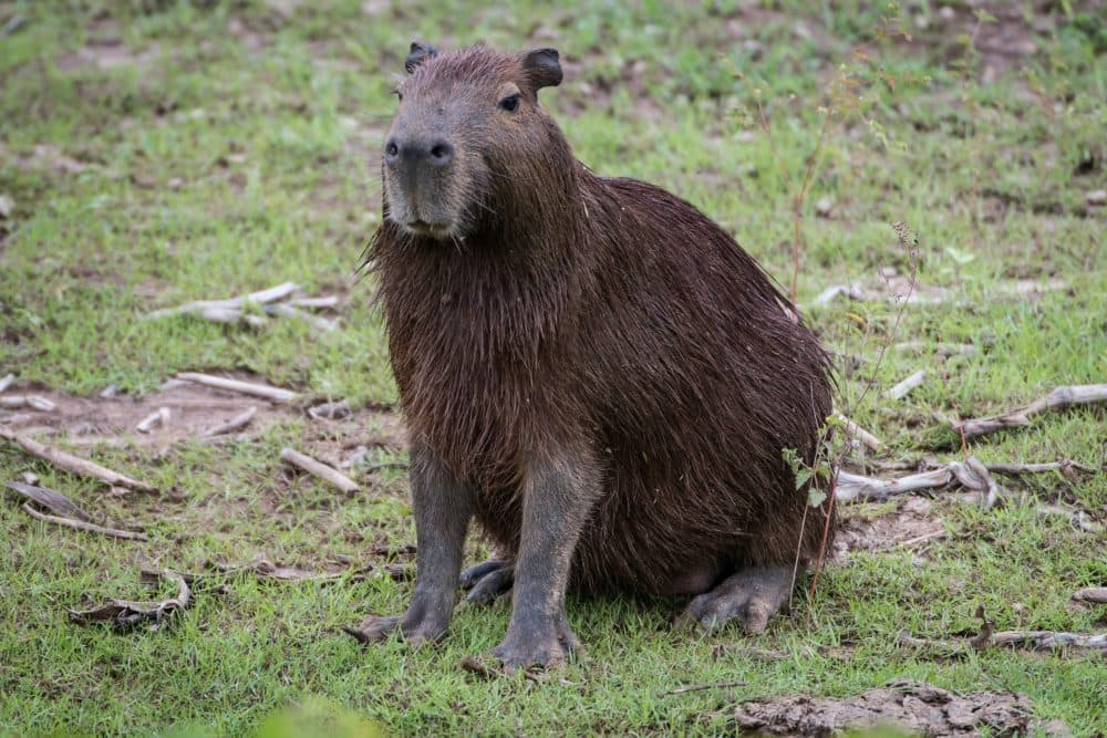 A capybara rests on one of the banks of the Paraguay River in Brazil in April 2013. (Yasuyoshi Chiba/AFP/Getty Images)