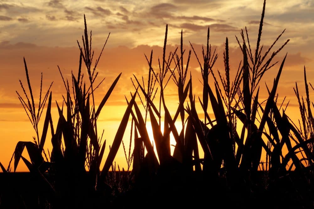 Corn stalks are silhouetted by a setting sun Friday, July 22, 2016, in Pleasant Plains, Illinois, as the temperature hovers around 100 degrees. (Seth Perlman/AP)