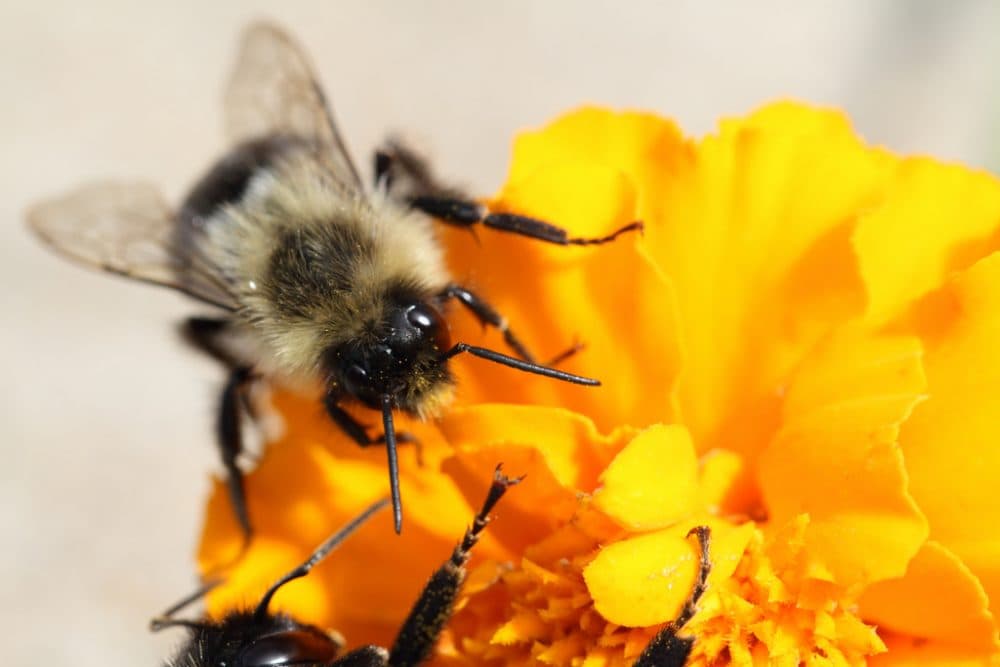 A bee lands on a marigold. (JDBaskin/Flickr)