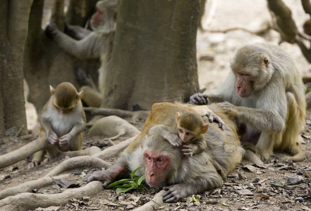 A group of rhesus macaque monkeys groom one another on Cayo Santiago, known as Monkey Island off the eastern coast of Puerto Rico. Today, researchers at Beth Israel Deaconess Medical Center announced very promising results after testing three Zika vaccine candidates on rhesus monkeys. (AP Photo/Brennan Linsley)