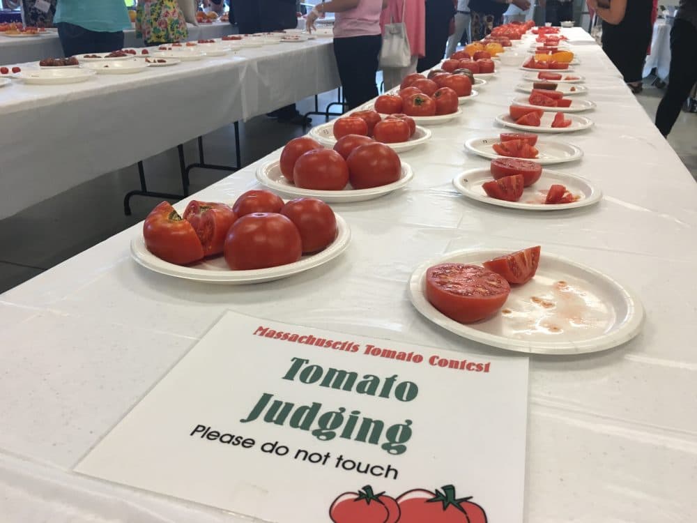 Local tomatoes were sliced for judges to try at the 32nd annual Massachusetts Tomato Contest. 