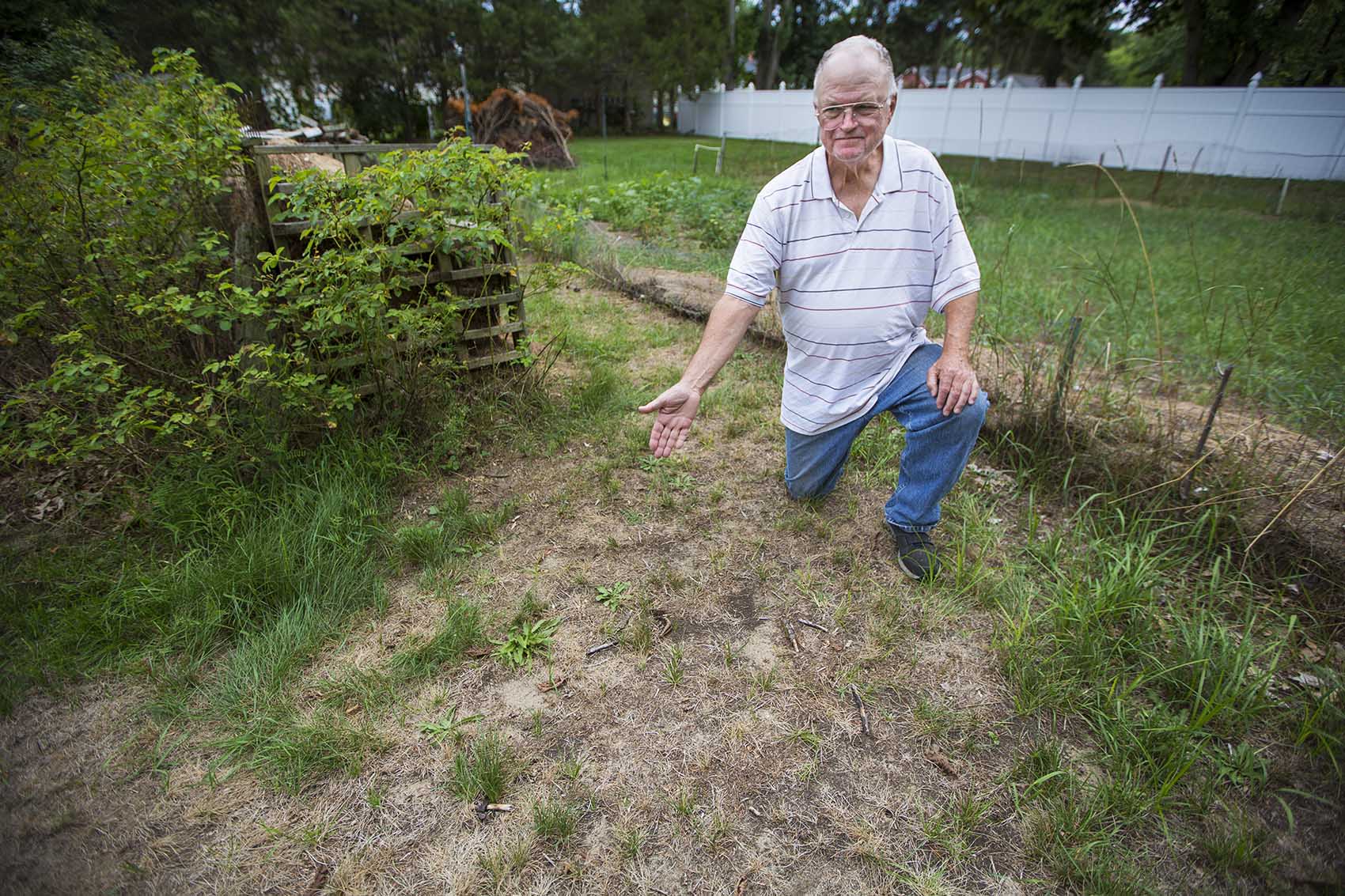 Fifty-year Billerica resident Tim Hinde displays his dried-out lawn, which he cannot water because of town restrictions on watering plants due to the summer drought conditions. (Jesse Costa/WBUR)