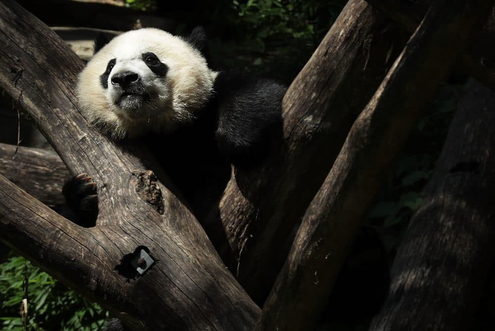 Giant panda cub Bei Bei props himself up on logs at the Smithsonian National Zoological Park on Aug. 22, 2016 in Washington D.C. (Alex Wong/Getty Images)