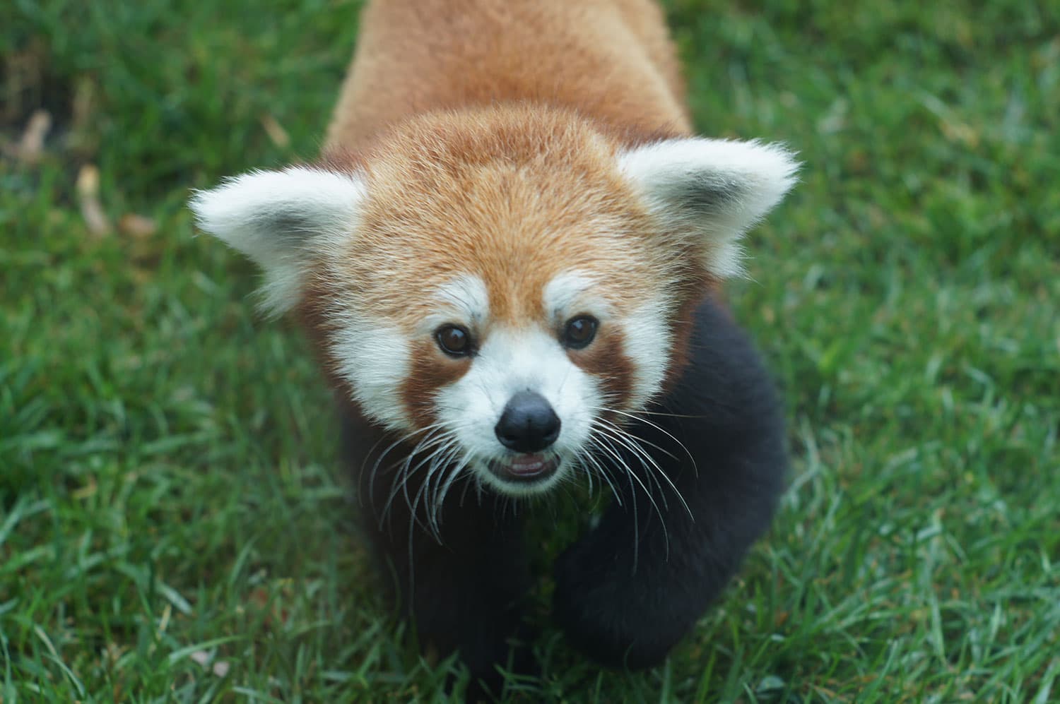 Red panda at the Franklin Park Zoo's new children's zoo. (Courtesy Zoo New England / Sarah Woodruff)