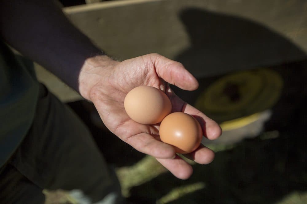 Pete Lowy holds a couple of eggs hatched at the Codman Community Farm in Lincoln. (Jesse Costa/WBUR)