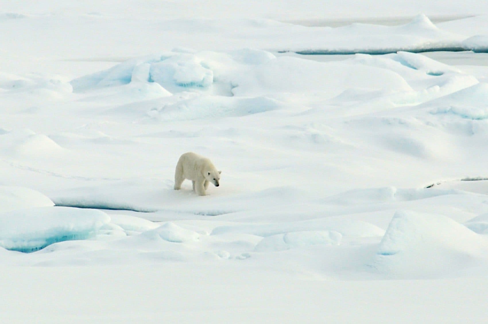 A polar bear walks on the Arctic Ocean ice on Aug. 21, 2009. (Patrick Kelley/U.S. Coast Guard/U.S. Geological Survey via Flickr)