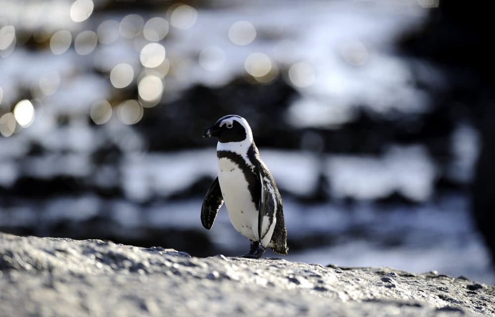 An African penguin is pictured on March 16, 2011, in Simon's Town near Cape Town, South Africa. (Stephane de Sakutin/AFP/Getty Images)