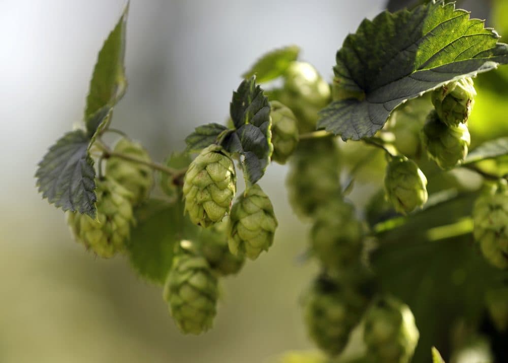 Hops are used in brewing beer to give the beverage its bitter flavor. (Robert F. Bukaty/AP)