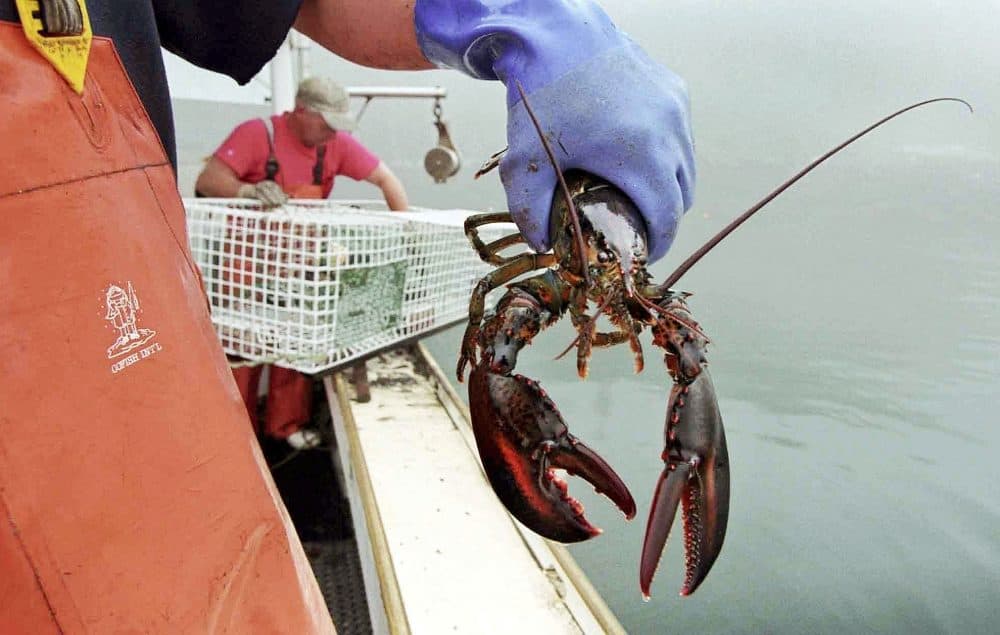 A sternman holds a lobster caught off South Bristol, Maine. (Robert F. Bukaty/AP File)