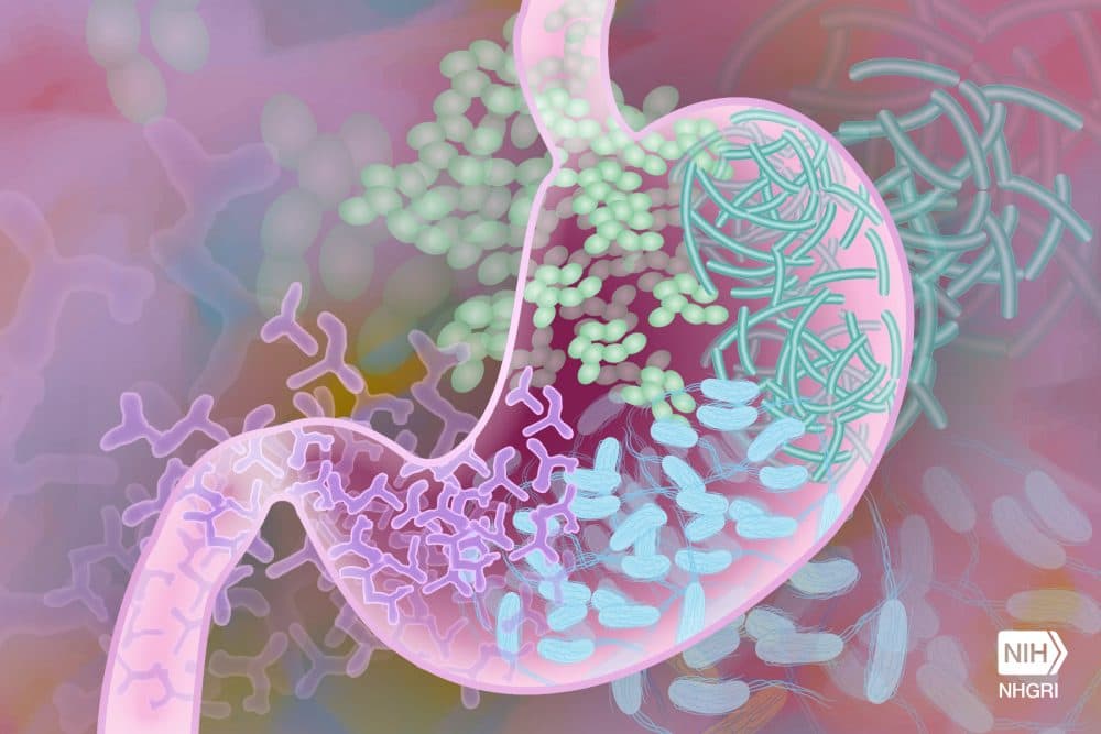 Bacterial strains in the human gut (NIH/NHGRI via Flickr)