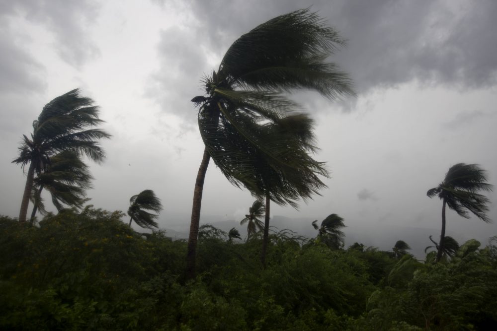 Wind blows coconut trees during the passage of Hurricane Matthew in Port-au-Prince, Haiti, Tuesday, Oct. 4, 2016. (Dieu Nalio Chery/AP)