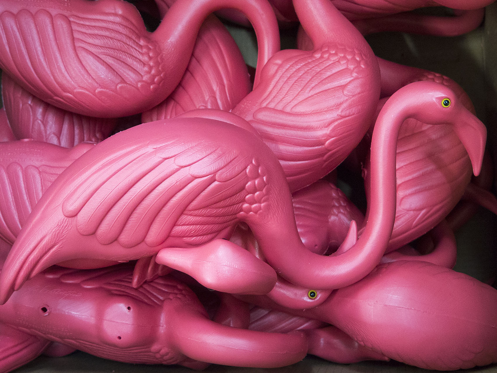 Fitchburg's Don Featherstone created the original plastic pink flamingo back in 1957. (Andrea Shea/WBUR)