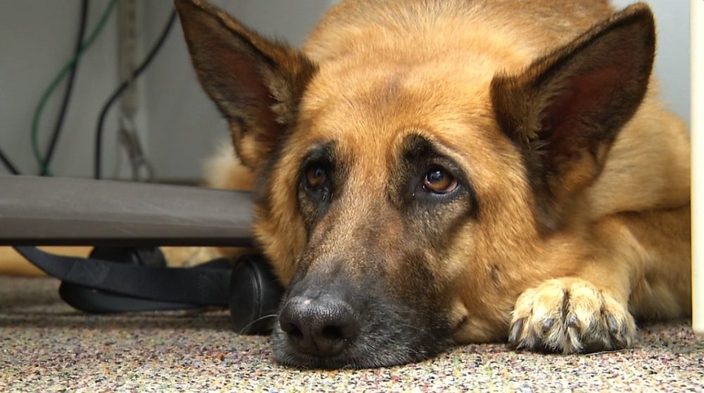 This photo taken Feb. 18, 2014 shows Lexy, a therapy dog at Fort Bragg, N.C. (Alex Sanz/AP)