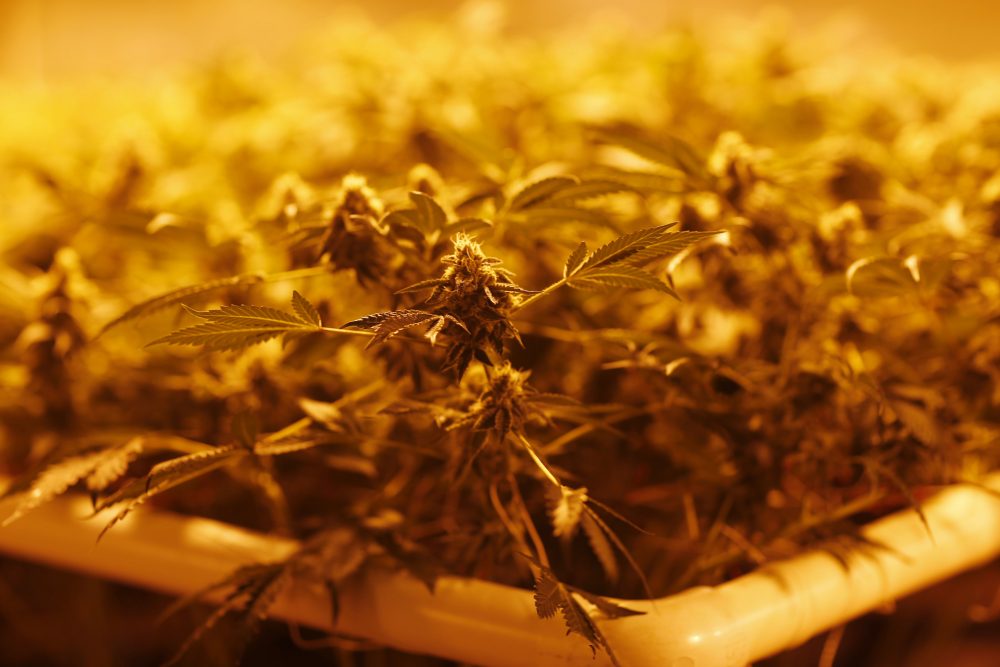 In this photograph taken Saturday, April 25, 2015, grow lights turn the color of marijuana plants under cultivation to yellow as a contingent of Nevada lawmakers, their staffers and a handful of lobbyists toured one of two retail and grow operations for both medical and recreational marijuana in northeast Denver. (David Zalubowski/AP)