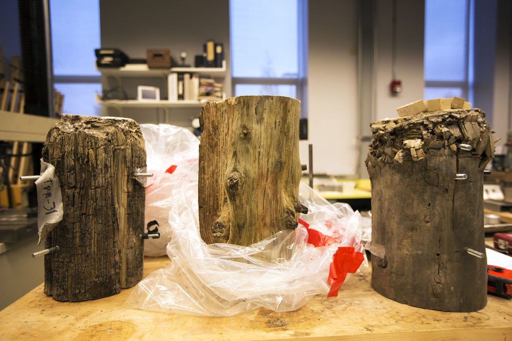 Samples of three pilings, which are about 120 years old, are seen in a Simpson Gumpertz & Heger lab, in Waltham. The pilings on the left and right have been compression tested to a weight well beyond their expected capabilities. (Jesse Costa/WBUR)