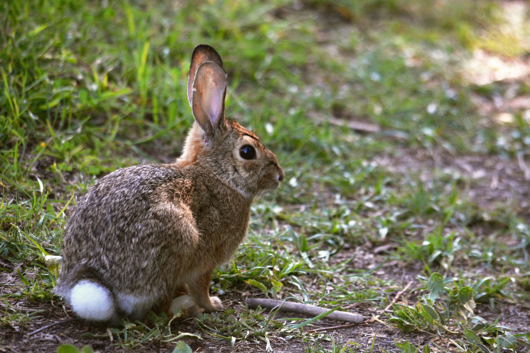 A cottontail rabbit sits in nature. (Eric Sonstroem/Flickr)