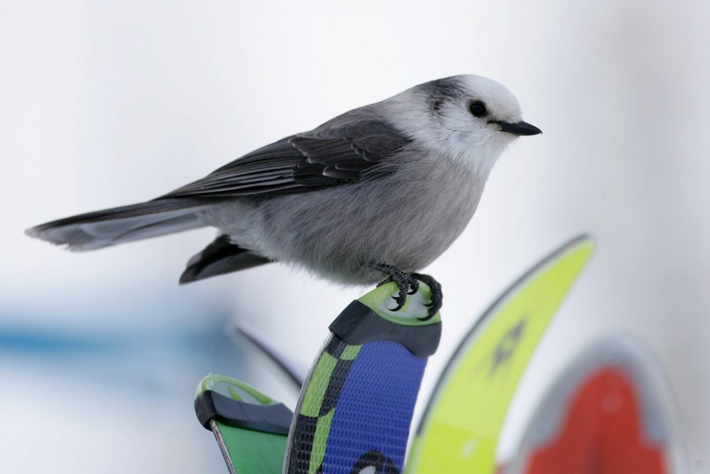 A gray jay sits on the tips of skis in Avon, Colo., in December 2006. (Doug Pensinger/Getty Images)