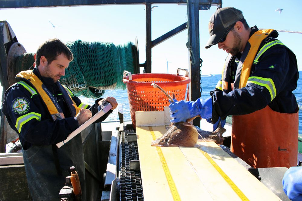 Matthew Griffin and Brian Jenkins measure and weigh all fish species caught for research on the Block Island Wind Farm's potential impacts to fish. (Ambar Espinoza/Rhode Island Public Radio)